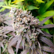 Feminisiertes Premium-Cannabissamen mit Indica-Dominanz