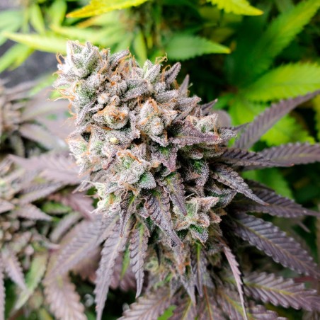 Feminisiertes Premium-Cannabissamen mit Indica-Dominanz