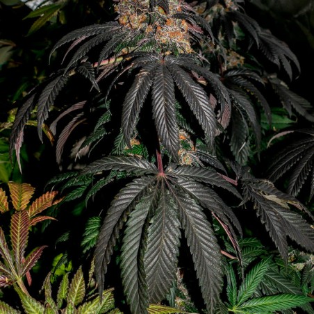Feminisiertes Premium-Cannabissamen mit Indica-Dominanz