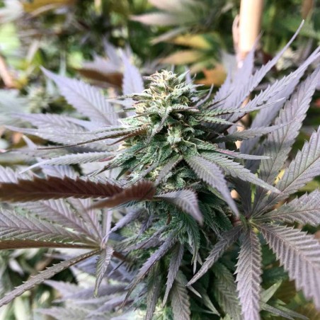 Feminisiertes Premium-Cannabissamen mit Indica-Dominanz