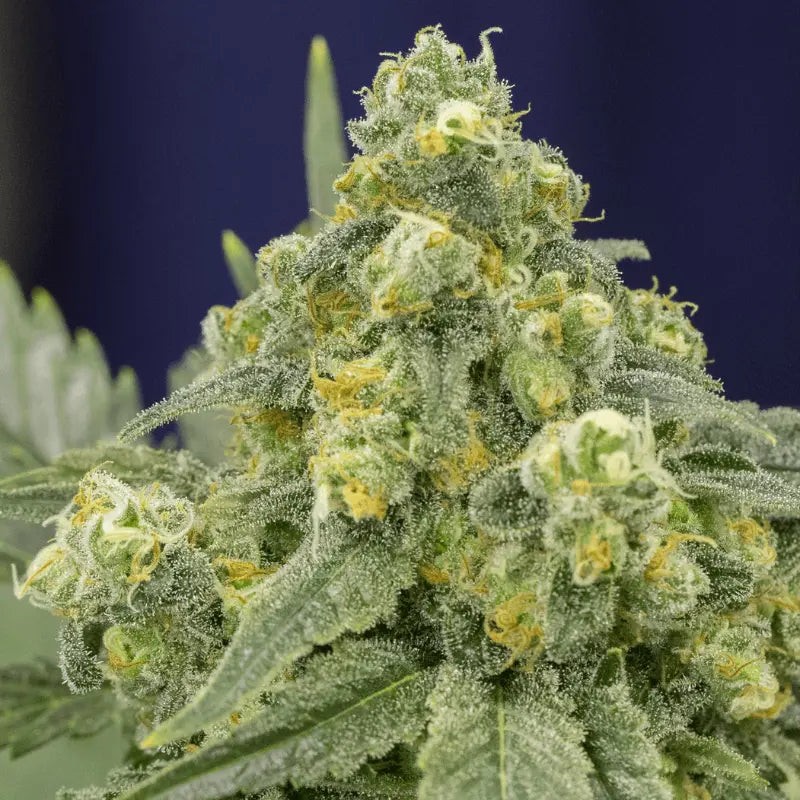 White Widow - 5 Samen