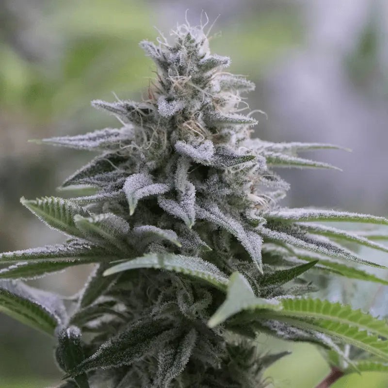 Zkittlez 2.0 - 3 Samen