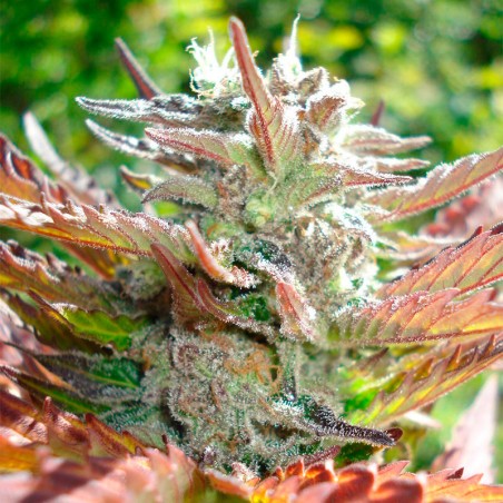 Feminisiertes Premium-Cannabissamen mit Indica-Dominanz
