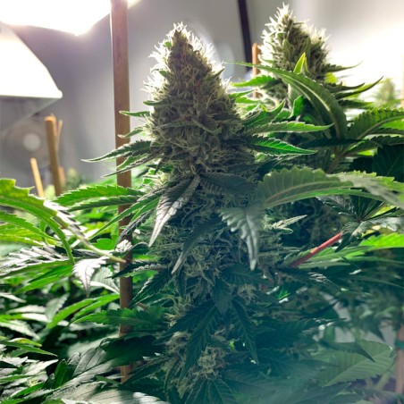 Feminisiertes Premium-Cannabissamen mit Sativa-Dominanz