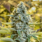 Feminisiertes Premium-Cannabissamen mit Sativa-Dominanz