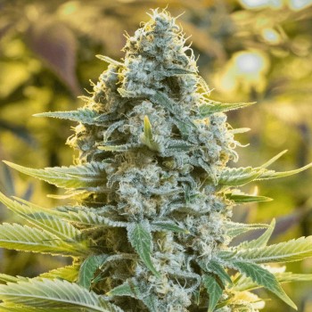 Feminisiertes Premium-Cannabissamen mit Sativa-Dominanz