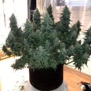 Feminisiertes Premium-Cannabissamen mit Sativa-Dominanz