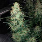Feminisiertes Premium-Cannabissamen mit Sativa-Dominanz