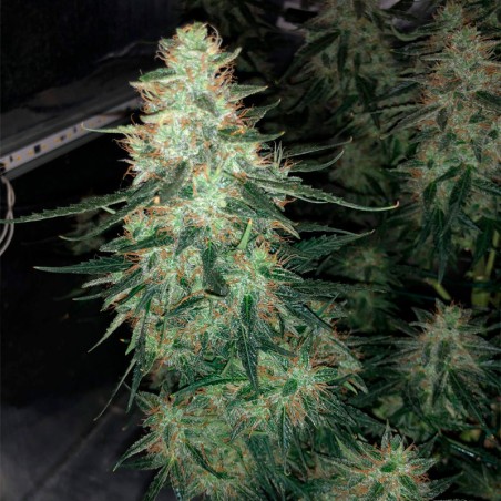 Feminisiertes Premium-Cannabissamen mit Sativa-Dominanz