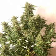 Feminisiertes Premium-Autoflower-Cannabissamen mit Sativa-Dominanz