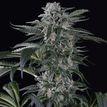 Feminisiertes Premium-Autoflower-Cannabissamen mit Sativa-Dominanz