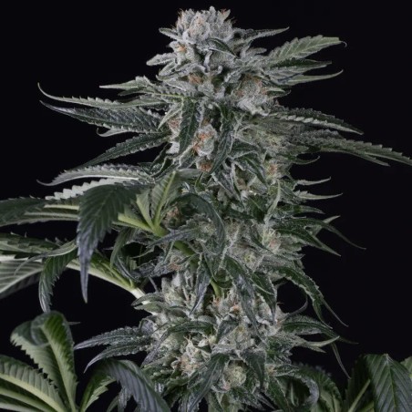 Feminisiertes Premium-Autoflower-Cannabissamen mit Sativa-Dominanz