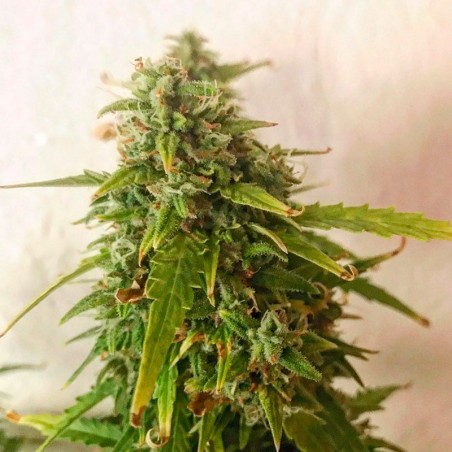 Feminisiertes Premium-Autoflower-Cannabissamen mit Sativa-Dominanz