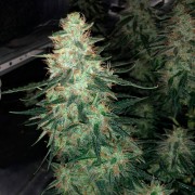 Feminisiertes Premium-Autoflower-Cannabissamen mit Sativa-Dominanz