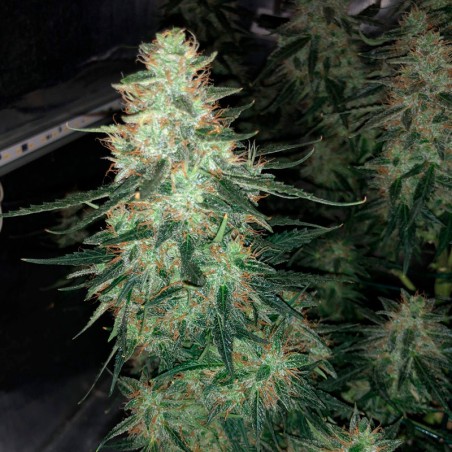 Feminisiertes Premium-Autoflower-Cannabissamen mit Sativa-Dominanz