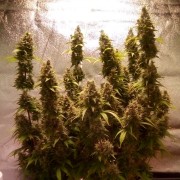 Feminisiertes Premium-Autoflower-Cannabissamen mit Sativa-Dominanz