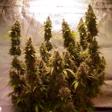 Feminisiertes Premium-Autoflower-Cannabissamen mit Sativa-Dominanz