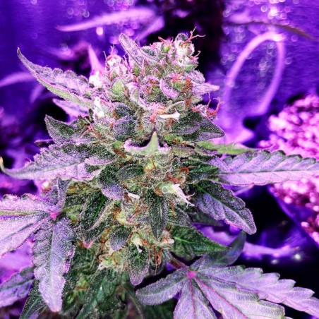 Feminisiertes Premium-Autoflower-Cannabissamen mit Sativa-Dominanz