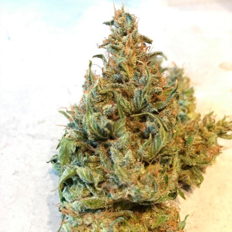 Feminisiertes Premium-Cannabissamen mit Indica-Dominanz