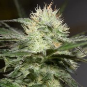 Feminisiertes Premium-Cannabissamen mit Indica-Dominanz