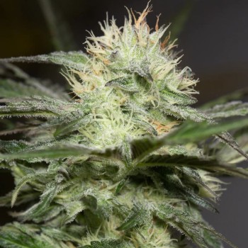Feminisiertes Premium-Cannabissamen mit Indica-Dominanz