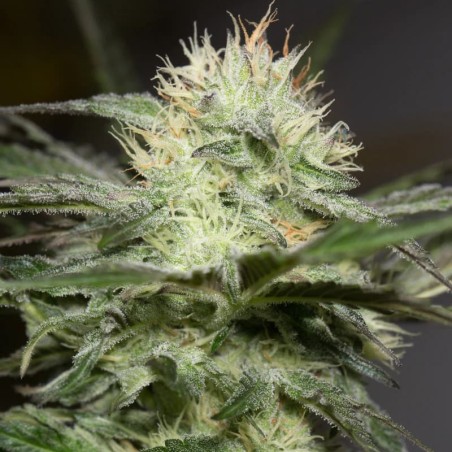 Feminisiertes Premium-Cannabissamen mit Indica-Dominanz