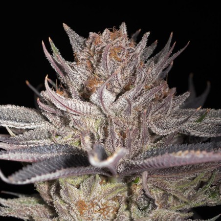 Cannabissamen Lemon Tree 2.0 – Premium Lemon Tree 2.0 in Zusammenarbeit mit Matthew Rockwell