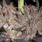 Cannabissamen Lemon Tree 2.0 – Premium Lemon Tree 2.0 in Zusammenarbeit mit Matthew Rockwell