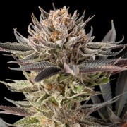 Cannabissamen Lemon Tree 2.0 – Premium Lemon Tree 2.0 in Zusammenarbeit mit Matthew Rockwell