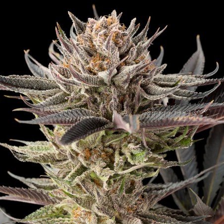 Cannabissamen Lemon Tree 2.0 – Premium Lemon Tree 2.0 in Zusammenarbeit mit Matthew Rockwell