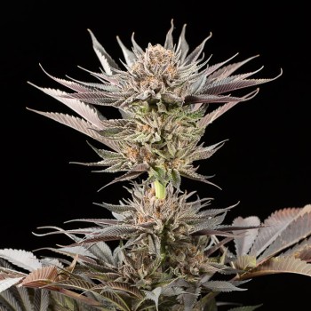Cannabissamen Lemon Tree 2.0 – Premium Lemon Tree 2.0 in Zusammenarbeit mit Matthew Rockwell