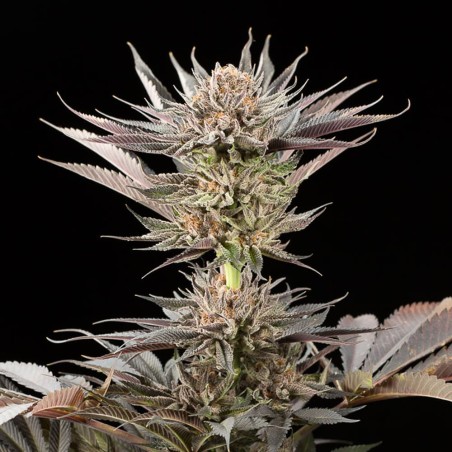 Cannabissamen Lemon Tree 2.0 – Premium Lemon Tree 2.0 in Zusammenarbeit mit Matthew Rockwell