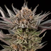 Cannabissamen Lemon Tree 2.0 – Premium Lemon Tree 2.0 in Zusammenarbeit mit Matthew Rockwell