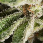Cannabissamen Lemon Tree 2.0 – Premium Lemon Tree 2.0 in Zusammenarbeit mit Matthew Rockwell