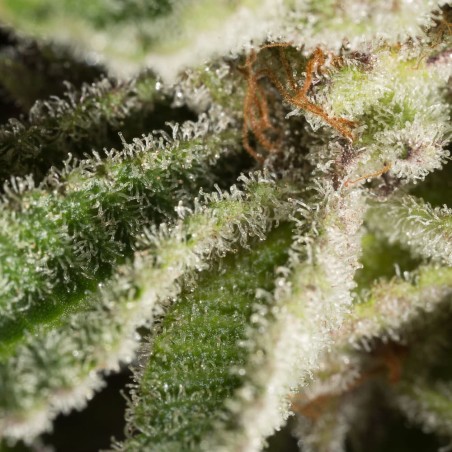 Cannabissamen Lemon Tree 2.0 – Premium Lemon Tree 2.0 in Zusammenarbeit mit Matthew Rockwell