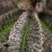 Cannabissamen Lemon Tree 2.0 – Premium Lemon Tree 2.0 in Zusammenarbeit mit Matthew Rockwell