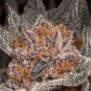 Cannabissamen Lemon Tree 2.0 – Premium Lemon Tree 2.0 in Zusammenarbeit mit Matthew Rockwell