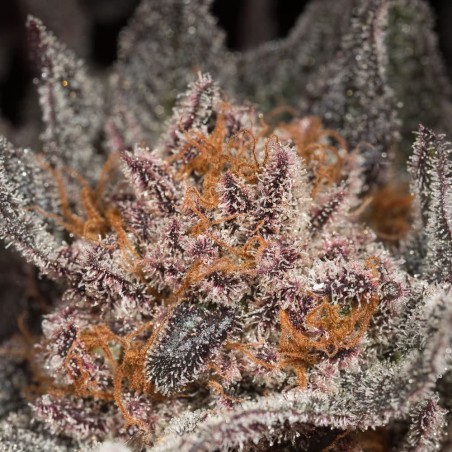 Cannabissamen Lemon Tree 2.0 – Premium Lemon Tree 2.0 in Zusammenarbeit mit Matthew Rockwell