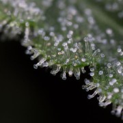 Schnell Lemon Tree Fast Fast-Cannabispflanze