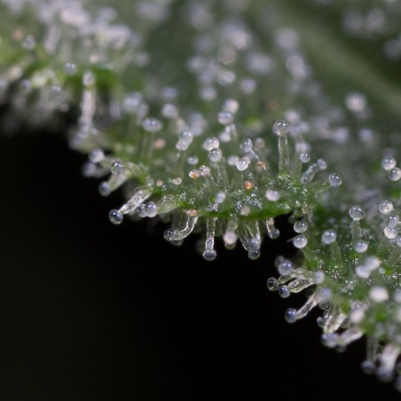 Schnell Lemon Tree Fast Fast-Cannabispflanze