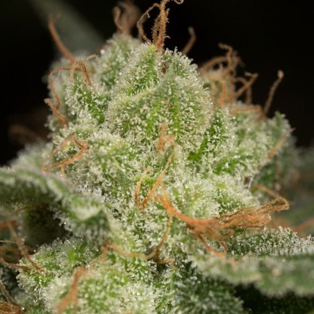 Schnell Lemon Tree Fast Fast-Cannabispflanze