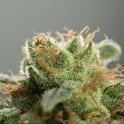 Schnell Lemon Tree Fast Fast-Cannabispflanze
