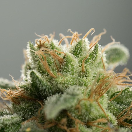 Schnell Lemon Tree Fast Fast-Cannabispflanze