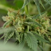Schnell Lemon Tree Fast Fast-Cannabispflanze