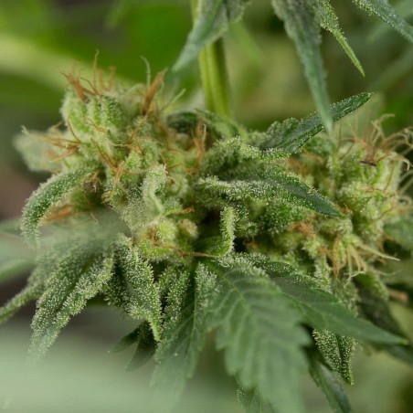 Schnell Lemon Tree Fast Fast-Cannabispflanze