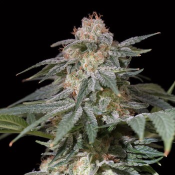 Schnell Lemon Tree Fast Fast-Cannabispflanze