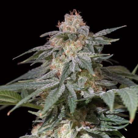 Schnell Lemon Tree Fast Fast-Cannabispflanze