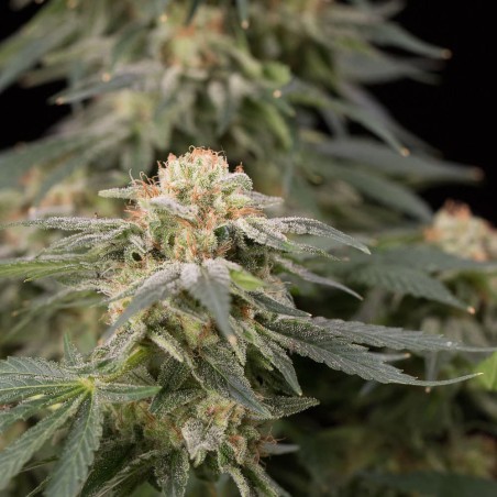 Schnell Lemon Tree Fast Fast-Cannabispflanze
