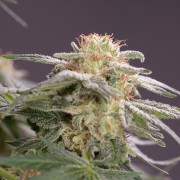 Schnell Lemon Tree Fast Fast-Cannabispflanze