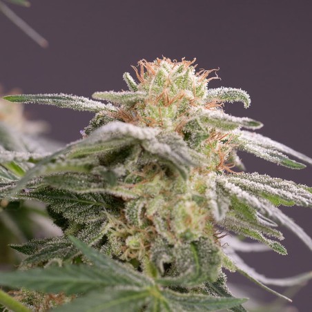 Schnell Lemon Tree Fast Fast-Cannabispflanze